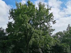 -西湖外事游船(花港观鱼码头)