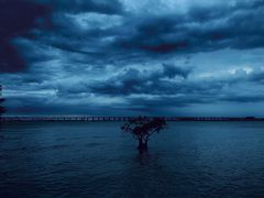 -宝安西湾红树林湿地公园