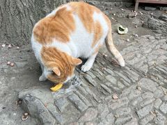 -西园寺素食(西园弄戒幢律寺店)
