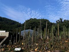 -深圳仙湖植物园