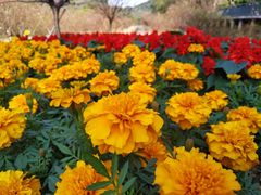 -南国桃园旅游度假区