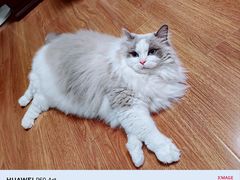 -翊宠yipet猫狗购宠庄园犬舍•猫舍