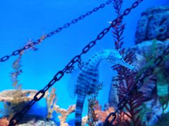 -上海海洋水族馆