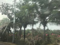 -东郊椰林