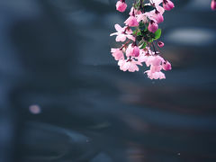 -莫愁湖公园