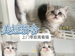 -lincat·猫舍(广州店)