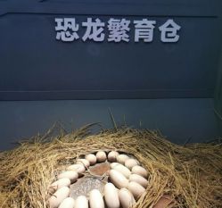 -恐龙探索乐园(磁器口店)