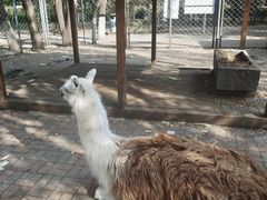 -长白岛森林公园