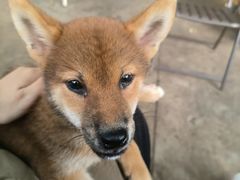 -柴犬高等学院·狗咖·柴犬售卖·宠物训练