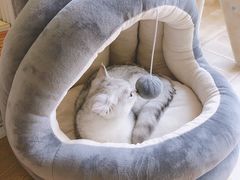 -猫大福·Fortune Cat猫舍(百子湾店)