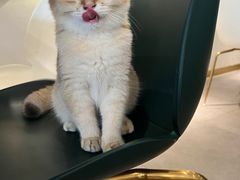 -飞行喵MR PILOT|猫舍·猫咖(静安大融城店)