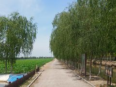 -西青郊野公园