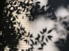 -上海佘山国家森林公园西佘山园