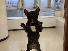 -共舞时光猫咖·狗咖(新街口店)