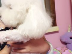 -瑞派·关忠动物医院·猫专科·犬专科(三环新城店)