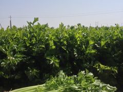 iphone_upload_pic-新江湾城公园