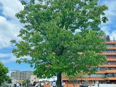 -金泽21世纪美术馆