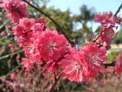 -南国桃园旅游度假区