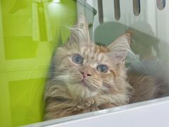 -青奢宠物·青奢猫舍