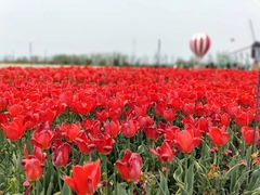 -荷兰花海