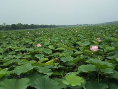 -西青郊野公园
