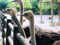 -贵州森林野生动物园