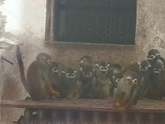 -石家庄市动物园