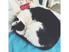 -Anne猫窝咖啡屋