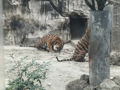 -成都动物园