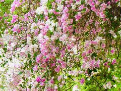 -深圳国际园林花卉博览园