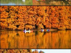 -上海海湾国家森林公园