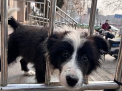 -麦当劳(南京路2店)