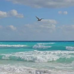 -薇兰专业脱毛连锁机构