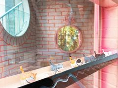 -喵屿·大理花园猫咖