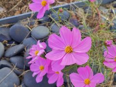 -春花秋色城市公园