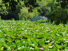 -南宁良凤江国家森林公园