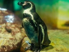 -海合安武汉极地海洋公园