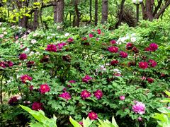 -国家植物园南园