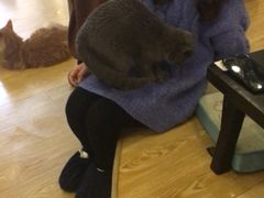 -萌喵宠狗爱心宠咖