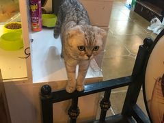 -李小姐の猫咖啡馆(五角场店)