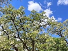 -北京西山国家森林公园