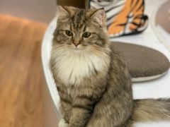 -COLOR PETS 撸猫馆·购猫·猫咖(长风大悦城店)