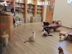 -瞄一喵猫咖(格力海岸店)