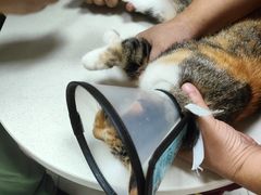 -瑞鹏宠物医院·超声·骨科·奇麟分院(蜀都万达店)