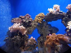 -烟台海昌鲸鲨海洋公园