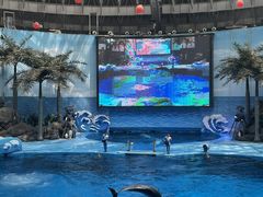 -海合安成都极地海洋公园