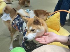 -逗柴咖啡屋·狗咖猫咖宠物桌游