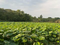 -白鹭湾湿地公园