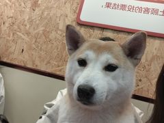 -和它·交个朋友·狗咖猫咖(爱琴海店)