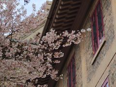 -武汉大学-樱园